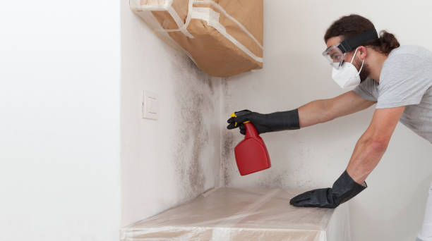 Professional Basement Mold Removal technician working in Newton Highlands, MA