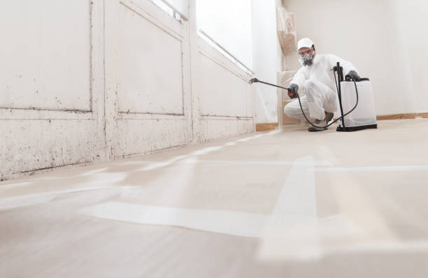 24/7 Emergency Basement Mold Removal experts in Newton Highlands, MA