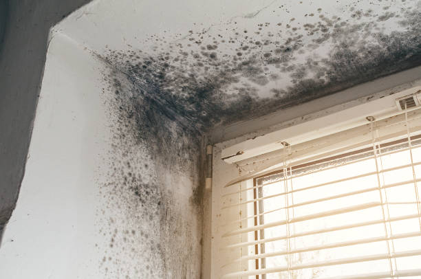Affordable Basement Mold Removal solutions in Newton Highlands, MA