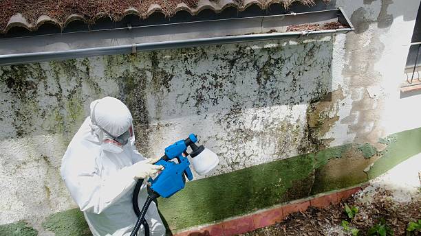 Top rated local Basement Mold Removal specialists in Newton Highlands, MA